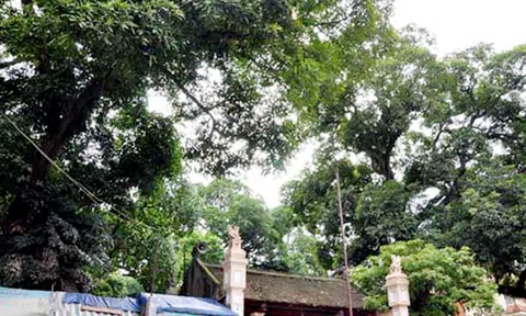 Bảo vệ cây di sản cần hướng dẫn khoa học