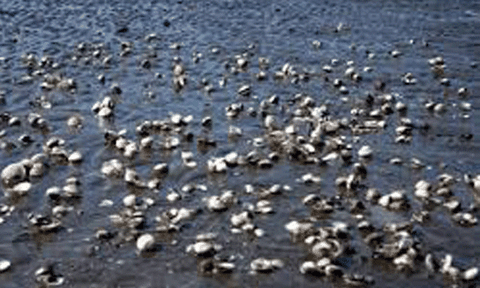 Nghêu chết hàng loạt: Ngư dân Tiền Giang thiệt hại 400 tỷ đồng