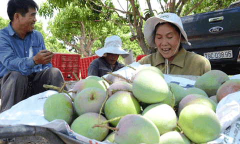  Xoài Úc nghịch mùa, chủ vườn thu cả tỉ đồng 