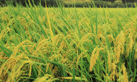 Xã Quỳnh Hưng: Nỗ lực về đích nông thôn mới