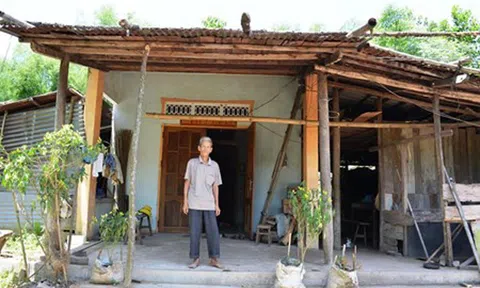 Trưởng thôn nuôi hộ bò NTM để bán lấy tiền xây cổng làng