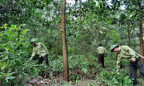 BQL rừng phòng hộ Thanh Chương tập trung công tác phòng cháy chữa cháy trong đợt cao điểm