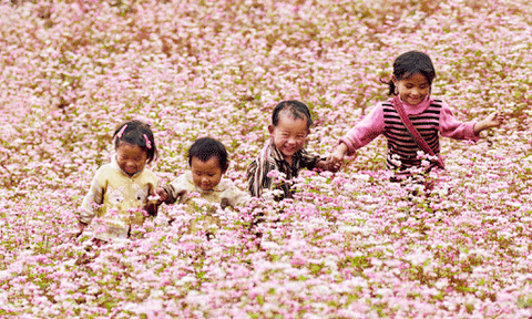 Hà Giang sẽtổ chức Lễ hội Hoa tam giác mạch