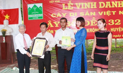 Vinh danh Cây di sản Việt Nam đối với cây bồ đề ở buôn Jang Lành, xã Krông Na