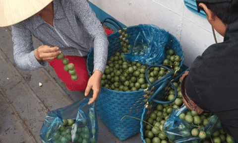  Dâu xanh trúng mùa, nhà vườn thu lãi cả trăm triệu đồng 