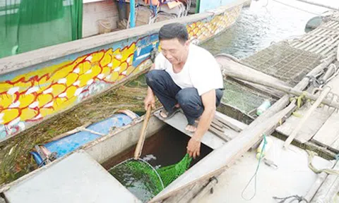 Đặc sắc nuôi cá chình ở miền di sản