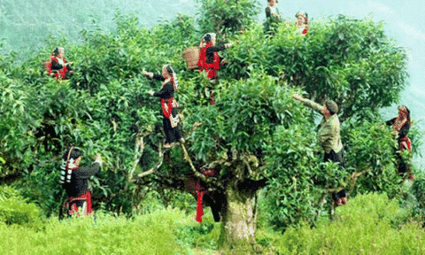 Công nhận 220 cây chè Shan tuyết cổ thụ Hà Giang thành cây Di sản