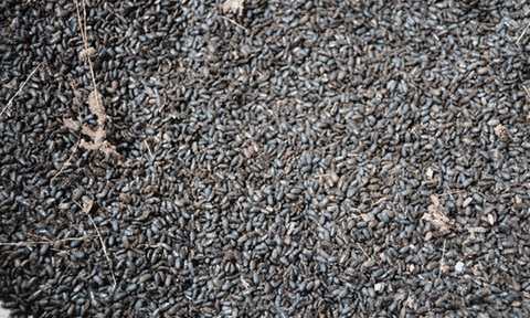 Phú Yên: Xuất hiện loài bọ lạ, phun thuốc lại sinh sôi