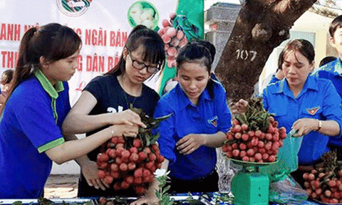 Đến lượt Quảng Ngãi ra tay “giải cứu” vải thiều Bắc Giang