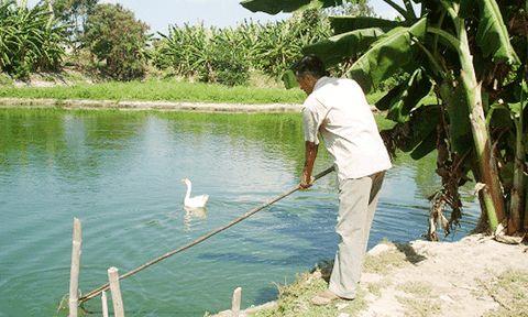  Làm giàu từ mô hình “VAC” 