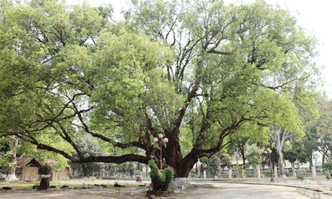 Cây di sản ở Tây Nguyên