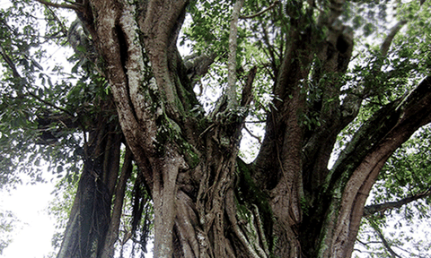 Độc đáo những cây di sản ở An Giang