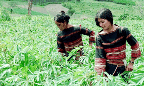 Hỗ trợ phát triển kinh tế - xã hội vùng dân tộc thiểu số và miền núi giai đoạn 2016 – 2020