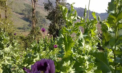 Đánh ma tuý ở biên giới Việt - Lào: Bắt “cọp” trong hang Pù Ngua (Kỳ 2)