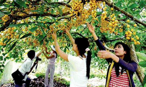 Du lịch cộng đồng: “Sản phẩm” đặc trưng của Cà Mau