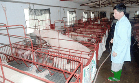 Đánh liều với lợn, lão nông thu tiền tỷ