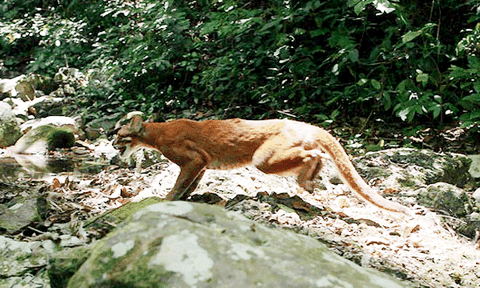 Nha-Kẻ Bàng - di sản ngoại hạng của Việt Nam 