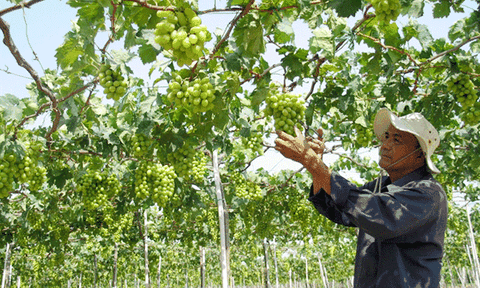 Cây đặc sản miền Trung: Nho Ninh Thuận 