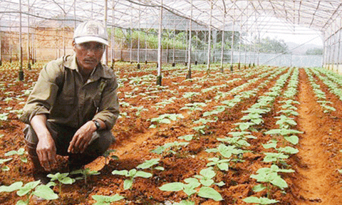 Anh nông dân K'Ho làm giàu nhờ rau củ lạ