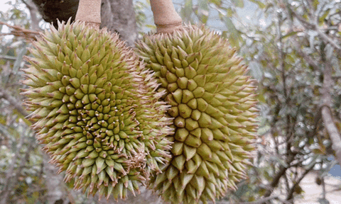  Lâm Đồng trúng lớn mùa sầu riêng 