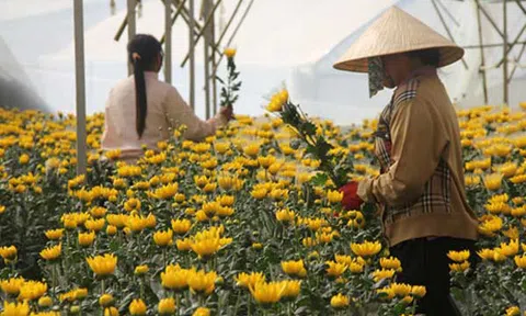 Cúc Đà Lạt khan hiếm, giá tăng vọt