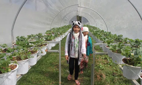 Dâu tây tăng giá gấp 2, 3 lần, nhà vườn Đà Lạt vẫn khóc ròng