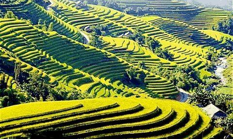 Hoàng Su Phì vào mùa lúa chín