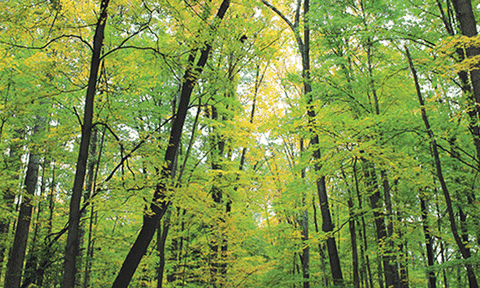 Rừng trong đời sống của người Tây Nguyên