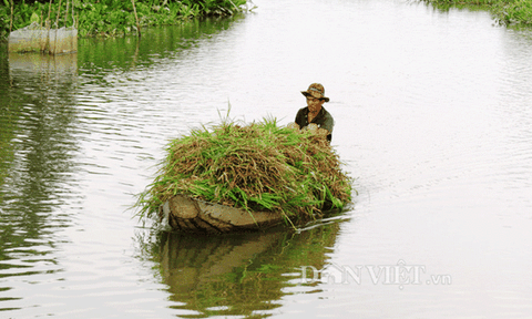 Thăm chợ mua bán cỏ ở Sài Gòn