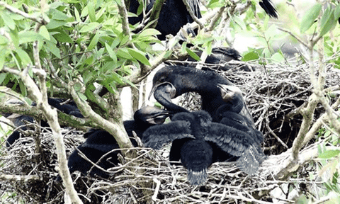 Tràm Chim rộn ràng mùa chim nở