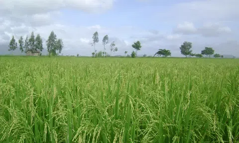 Xã Thọ Thành: Kinh tế phát triển nhanh, cơ cấu chuyển dịch đúng hướng