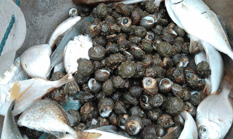 Nuôi ốc biển tự nhiên ở đảo Cái Chiên