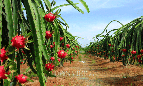 Những "lương duyên" mùa thanh long chín đỏ!