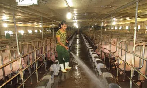 Ghi nhận mô hình kinh tế ở HTX chăn nuôi và dịch vụ tổng hợp Phú Sơn