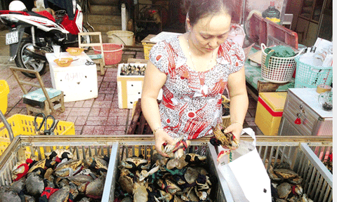 Cua Cà Mau rớt giá thê thảm