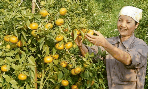 Thu trăm tỷ nhờ trồng cam