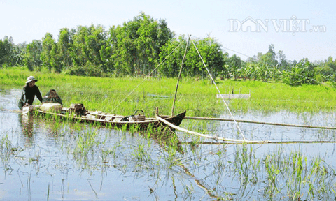Thú vị mùa nước, đẩy côn săn cá đồng