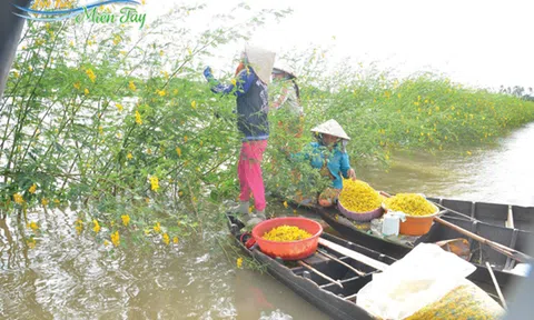 Mùa điên điển lại về