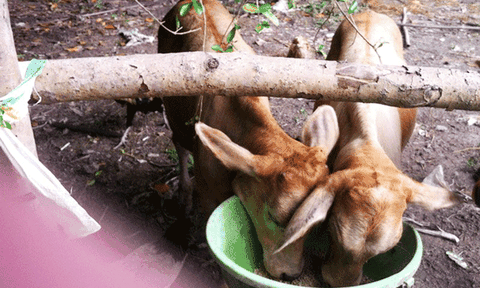 Chuyện kỳ lạ về cặp song sinh bê con của lão nông miền Tây