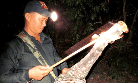 Thú vị nghề câu nhái, soi nhái đêm