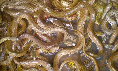 Độc đáo chợ rắn miền Tây mùa nước nổi