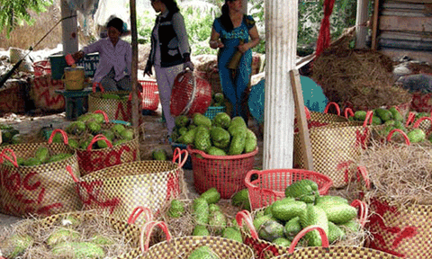 Tiền Giang: Trồng mãng cầu xiêm, lãi trên 200 triệu đồng/ha