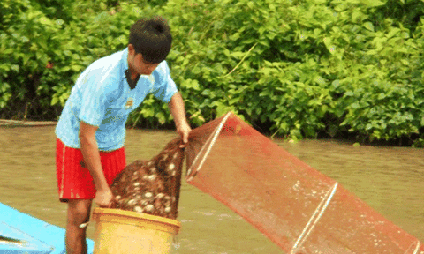 Về Cà Mau theo chân người đánh bắt “lộc trời”