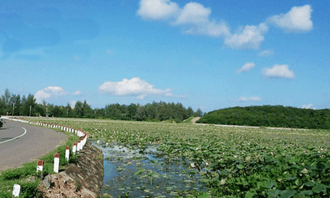 Đẹp quá hoa sen ở Côn Đảo