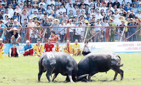 Hải Phòng: Ngày 21/9, Chung kết chọi trâu Đồ Sơn