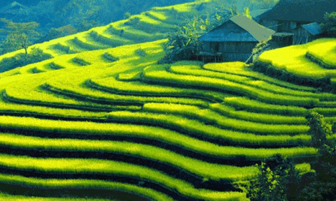 Ruộng bậc thang Hoàng Su Phì là di sản văn hóa phi vật thể Quốc gia