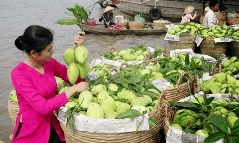 Đồng Tháp: doanh nghiệp Hàn Quốc sẽ nhập xoài Cao Lãnh