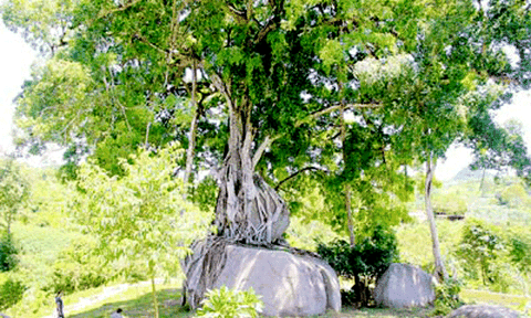 Cây sanh cổ thụ tại Nghệ An trở thành cây di sản Việt Nam  