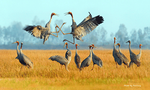 Nhiều trải nghiệm thú vị với vườn quốc gia Tràm Chim