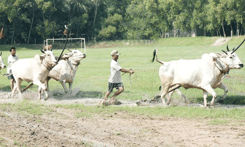 Phum sóc rộn ràng luyện bò đua vùng Bảy Núi